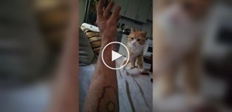 Epic bite: a wild beast attacks the owner's hand
