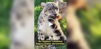 Из жизни снежных барсов