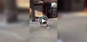 Тяжкоатлет вирішив помірятися силою зі левицею