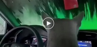 Мохнатый пассажир под прикрытием: как испуганный котик переживает пенную бурю на автомойке