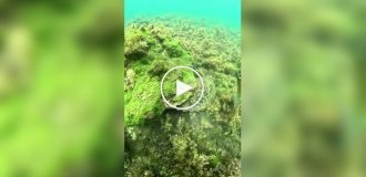 Як і для чого сверблять морські черепахи черепахи