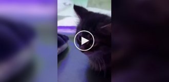 Кошенята відвідали океанаріум