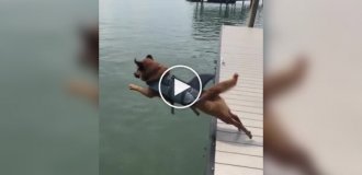 A dog's graceful jump into the water