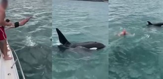 A man paid $600 to jump on a killer whale (5 photos + 1 video)