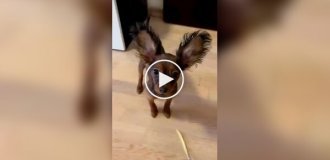 Animals (short videos). Release 95