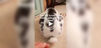 Простий і цікавий факт про кроликів