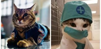 Котики тоже пашут: 20 усатых трудяг, застигнутых в разгар рабочего дня (21 фото)