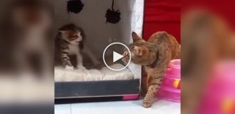 Терпеливая кошка и вспыльчивый котенок