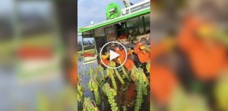 Как собирают брюссельскую капусту