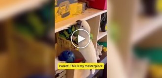 Подборка шкодливых домашних попугаев