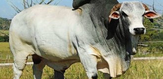 Brahmins: how Americans created a meat monster from a mixture of various cows (9 photos)