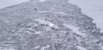 Пингвины-экстремалы устроили забег по льдинам