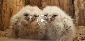 Чужих детей не бывает