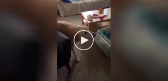 «Він тут!»: на відео потрапила безцінна реакція пса на появу старого друга