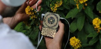 A player for listening to mushrooms and plants (2 photos + 2 videos)