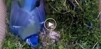 Камера відобразила повну історію життя птиці — від будівництва гнізда до першого польоту пташенят