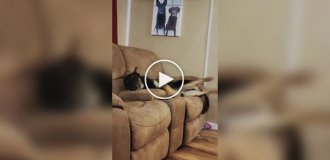 Dogs and their restless dreams