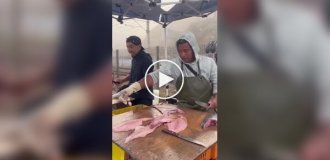 Вежливый морской лев приходит за рыбой каждый день