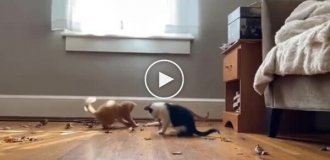 Kittens play with leaves in the house