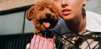 Dolce & Gabbana presented a collection of clothes and accessories for dogs (8 photos)