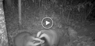 Семейная ссора барсуков