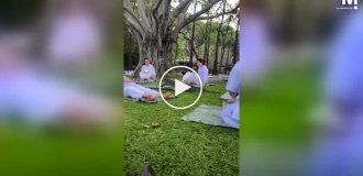 Неожиданный гость: варан прервал медитацию в Бангкоке