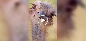 Наши красивые пернатые друзья