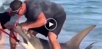 A hammerhead shark swam to the coast in search of a dentist