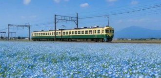 Сказочная красота: сезон цветения голубой немофилы в Японии (4 фото)