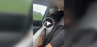 Funny dog's attempts to get to the bag of food