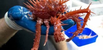 13 доказательств того, что монстры существуют и обитают они в Австралии (13 фото)