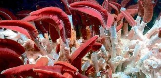 Рифтия: червь, живущий в самых жёстких условиях океана (8 фото)