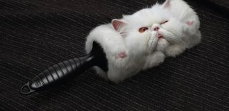 33 примера самой креативной и забавной рекламы с котиками (34 фото)