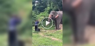 An elephant took a rake from a worker and gave itself a massage