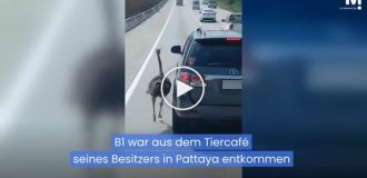 В Таиланде страус бежал рядом с машинами на оживленной дороге