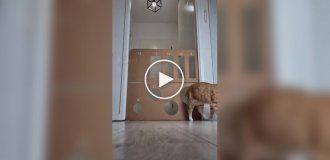 Хитрый и ловкий кот