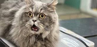 The most surprised cat (3 photos)
