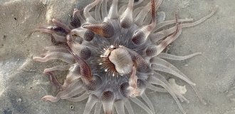 Dophleinia: poisonous “mines” on an Australian beach (7 photos)
