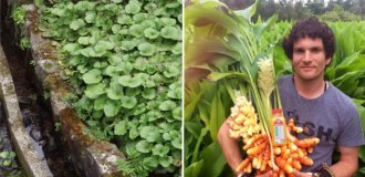 А вы и не знали: 10 фото, демонстрирующих, как растут известные продукты (24 фото)