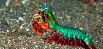 Legendary crayfish and alpha predator of the ocean (5 photos)