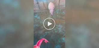 Японец приручил каракатицу