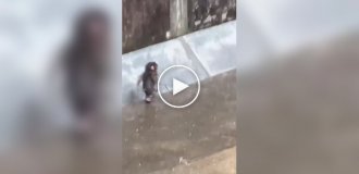 Панч беззаботно бегает с палкой