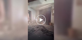 Коты эффектно появились в кадре