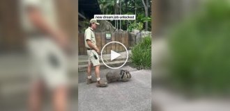 В Австралії найняли людей, які гуляють із вомбатами