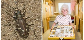 От живого «гвоздя» в пятке до пожилой личинки: 10 невероятных рекордов мира насекомых (11 фото)