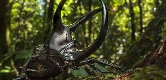 Satin beetle: it turned itself into a living weapon to throw enemies with huge horns (9 photos)