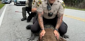 In the US, police arrested an alligator that violated traffic rules (3 photos)