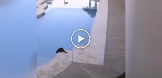 Кот принял незапланированные водные процедуры