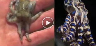 Турист на Филиппинах едва не погиб, взяв в руки одного из самых ядовитых осьминогов