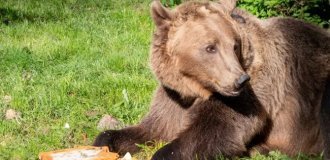 Медведь, который первым в мире перенёс операцию на головном мозге, отметил день рождения (4 фото + 1 видео)